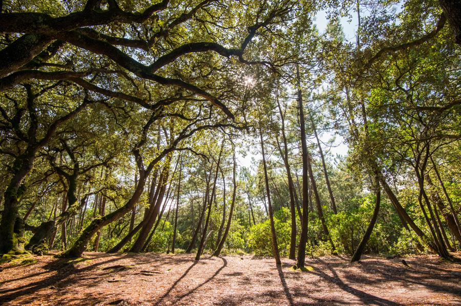 Le Bois de la Chaise  Forêt de l'Île de Noirmoutier